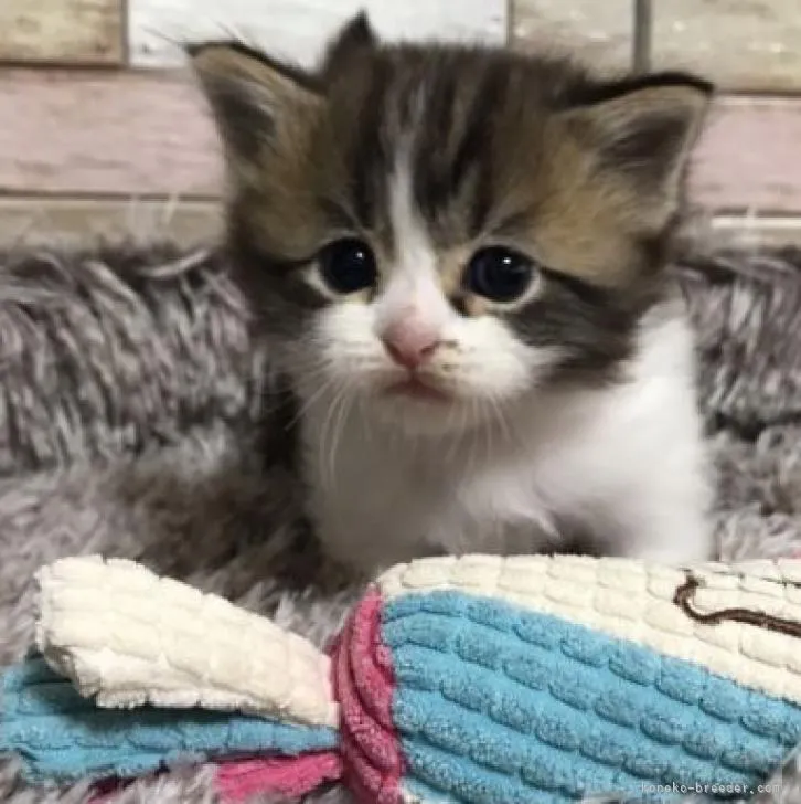 ID：2208-00504の子猫