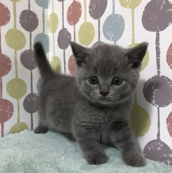 ID:2208-01882の子猫