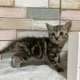 アメリカンショートヘア【宮城県・女の子・2023年6月22日・シルバータビー】の写真2