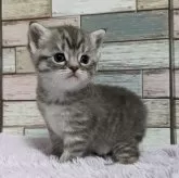 マンチカン(長足)【宮城県・女の子・2024年4月19日・ブルータビー&ホワイト】の写真2