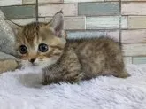 マンチカン(短足)【宮城県・女の子・2023年8月4日・ブラウンタビー】の写真2
