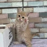 ミヌエット(長足)【宮城県・男の子・2023年4月22日・クリームタビー】の写真3