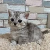 マンチカン(短足)【宮城県・女の子・2023年8月12日・シルバータビー】の写真3