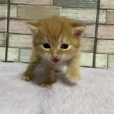 マンチカン(長足)【宮城県・男の子・2022年12月9日・レッドタビー】の写真3