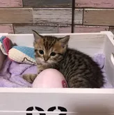 マンチカン(長足)【宮城県・男の子・2022年5月18日・ブラウンスポテッドタビー】の写真3