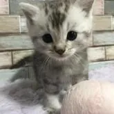 マンチカン(長足)【宮城県・男の子・2022年9月30日・シルバータビー】の写真3