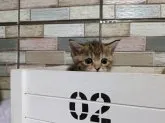 マンチカン(短足)【宮城県・女の子・2023年8月4日・ブラウンタビー】の写真4
