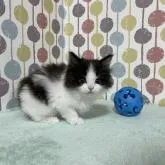 メインクーン【宮城県・男の子・2022年11月1日・ブラック&ホワイト】の写真4