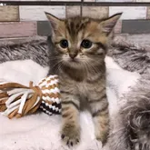 マンチカン(長足)【宮城県・男の子・2022年5月18日・ブラウンスポテッドタビー】の写真4