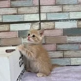 ミヌエット(長足)【宮城県・男の子・2023年4月22日・クリームタビー】の写真5