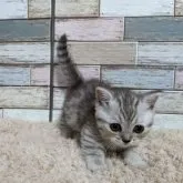 マンチカン(短足)【宮城県・女の子・2023年8月12日・シルバータビー】の写真5