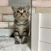 アメリカンショートヘア【宮城県・女の子・2023年6月22日・シルバータビー】の写真5