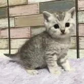 マンチカン(長足)【宮城県・女の子・2022年9月30日・シルバータビー】の写真5