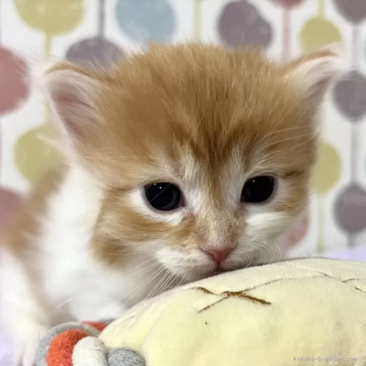 ID:2501-02344の子猫