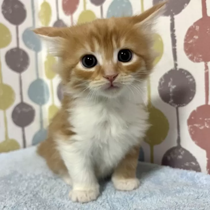 ID:2502-01615の子猫