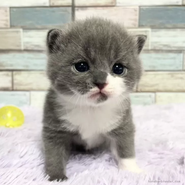 ID：2502-00111の子猫