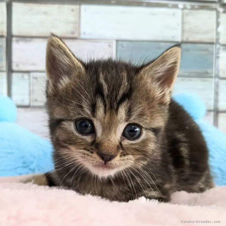 ID:2503-02561の子猫