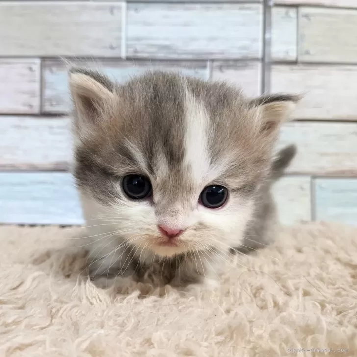 ID：2503-01474の子猫