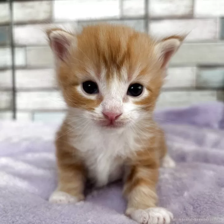 ID:2505-01142の子猫