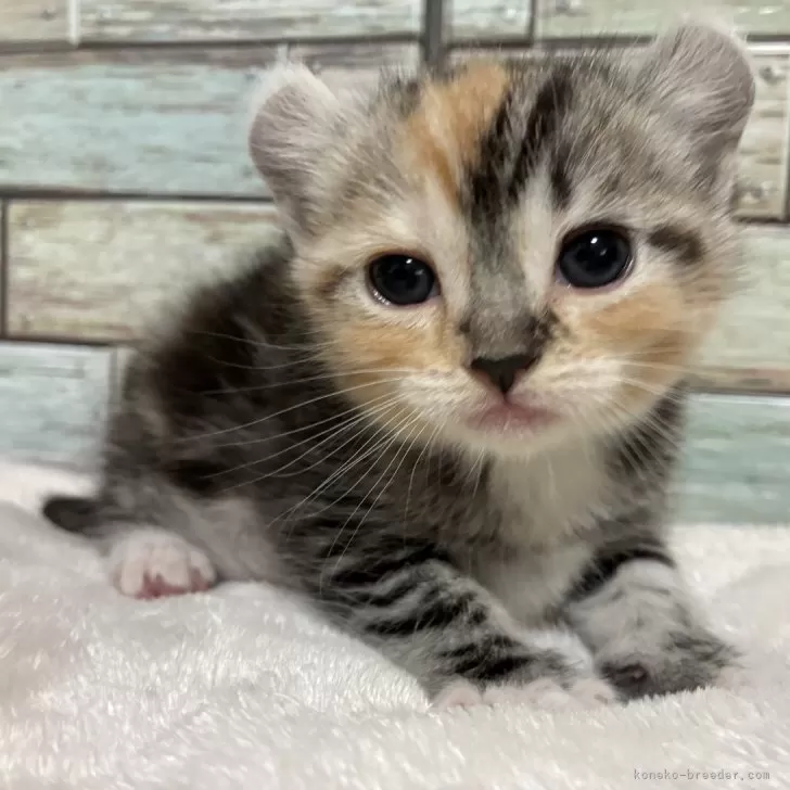 ID:2506-00374の子猫