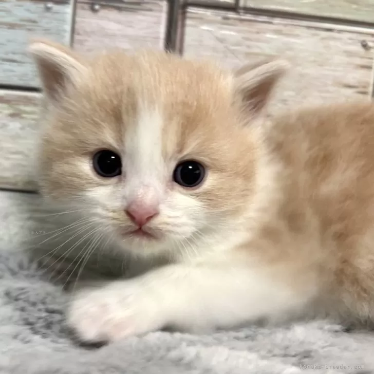 ID：2502-01046の子猫