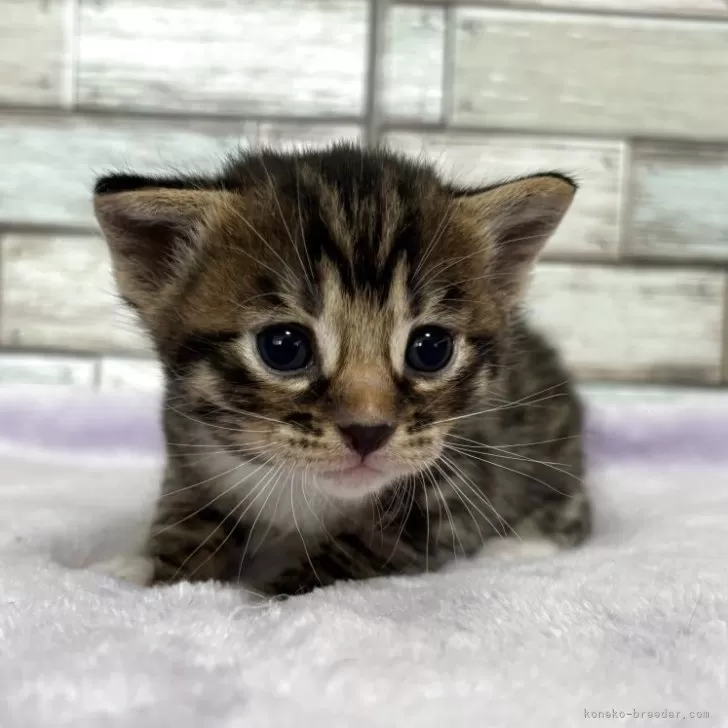 ID:2505-01302の子猫