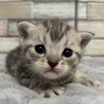 マンチカン(長足)【宮城県・女の子・2025年1月6日・シルバータビー（ショート）】の写真「🩷キュートすぎるお目目🩷ずっと見つめていたい」