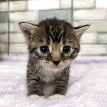 マンチカン(長足)【宮城県・男の子・2025年3月31日・ブラウンタビー（ショート）】の写真「🥰おもちゃに興味津々✨表情豊かな男の子❤️」