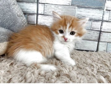 ミヌエット(短足)【宮城県・男の子・2025年2月10日・レッドタビー&ホワイト（長毛）】の写真「✨遊びに夢中✨小さな探検家🥰」