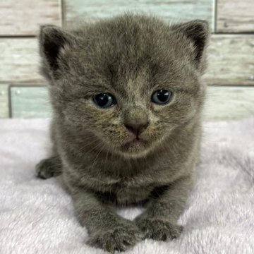 ブリティッシュショートヘア【宮城県・男の子・2025年4月14日・ブルー（ショート）】の写真「⭐️優しいお顔立ち✨おっとりマイペースな男の子⭐️」