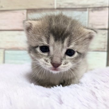 マンチカン(長足)【宮城県・女の子・2024年12月3日・ブルータビー】の写真「優しい表情が可愛い🥰マンチカンの女の子💖」