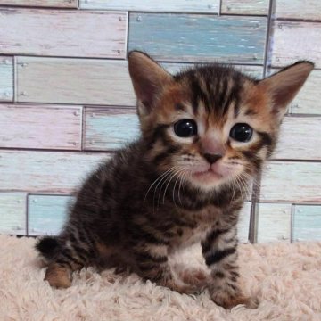 マンチカン(長足)【宮城県・男の子・2024年11月5日・ブラウンスポテッドタビー】の写真「スポットカラーがカッコいい✨優しいお顔の男の子🥰」