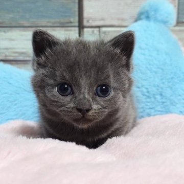 ブリティッシュショートヘア【宮城県・男の子・2024年12月9日・ブルー（ショート）】の写真「🌟愛くるしいお目目とお口に釘付け✨🥰」