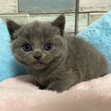 ブリティッシュショートヘア【宮城県・男の子・2024年12月9日・ブルー（ショート）】の写真「🌟お目目がまんまる🌟もふもふの男の子🥰」
