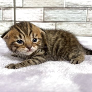 マンチカン(長足)【宮城県・男の子・2025年4月21日・ブラウンタビー（ショート）】の写真「綺麗なタビー✨とってもキュート甘えん坊🥰」