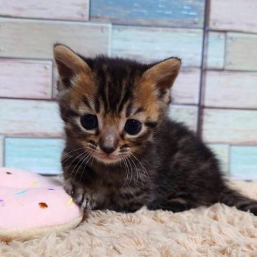 マンチカン(短足)【宮城県・男の子・2024年11月5日・ブラウンタビー】の写真「まん丸おめめがキュート💕足の短いマンチカン🥰」