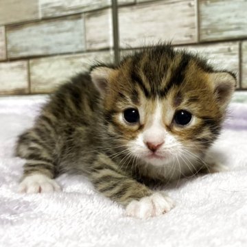 マンチカン(長足)【宮城県・女の子・2025年3月31日・ブラウンタビー（ショート）】の写真「🩷優しいお目目が愛くるしい女の子🩷」