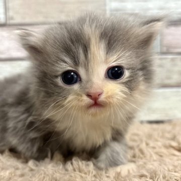 ミヌエット(長足)【宮城県・女の子・2025年1月19日・ダイリュートキャリコ（ロング）】の写真「吸い込まられるような瞳🩷愛くるしい口元✨」