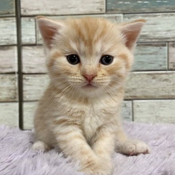 マンチカン(長足)【宮城県・女の子・2025年4月22日・クリームタビー】の写真「✨まん丸お顔が愛らしい💕足長の女の子✨」