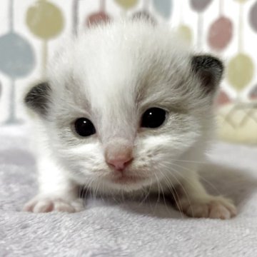 ラグドール【宮城県・男の子・2025年4月21日・シールポイントバイカラー】の写真「お目目ぱっちり愛くるしい男の子💕💕」