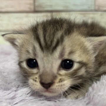 マンチカン(長足)【宮城県・男の子・2025年1月6日・シルバータビー（ショート）】の写真「❤️愛くるしい表情🥰甘えん坊さん」