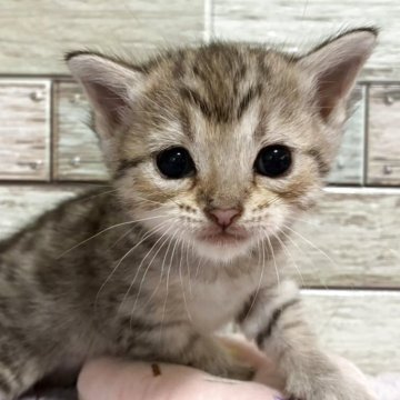 マンチカン(長足)【宮城県・女の子・2025年6月2日・シルバータビー】の写真「愛くるしいお顔立ち✨表情豊かな女の子」