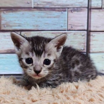 マンチカン(短足)【宮城県・男の子・2024年11月12日・シルバータビー】の写真「可愛く成長中です💖シルバータビーの男の子✨」