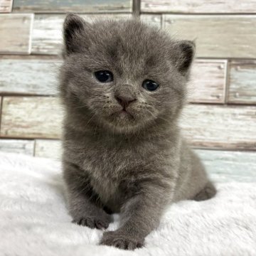 ブリティッシュショートヘア【宮城県・男の子・2025年4月14日・ブルー（ショート）】の写真「✨優しいお顔立ち🥰瞳が綺麗な男の子✨」