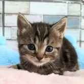 マンチカン(長足)【宮城県・男の子・2025年2月9日・ブラウンタビー】の写真1