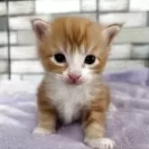 メインクーン
