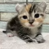 アメリカンカール