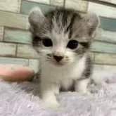 アメリカンカール