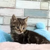 マンチカン(長足)【宮城県・男の子・2025年2月9日・ブラウンタビー】の写真2