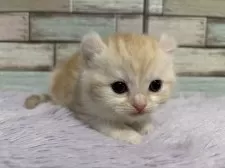 アメリカンカール【宮城県・女の子・2024年12月31日・クリームタビー&ホワイト】の写真4